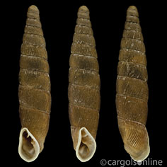 IMG_detallada/Clausilia (Clausilia) rugosa penchinati.jpg